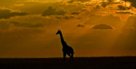Giraffe Silhouette