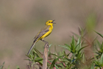 Yellow Wagtail - Motacilla flava