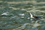 Red-necked Phalarope - rough water, Farmoor