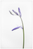 Bluebell in Early Bloom!