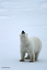 IMG_0244 Svalbard