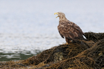 Sea Eagle standing on seaweed, Lauvsnes, Norway