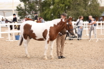 SBM_15378