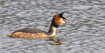 Great Crested Grebe