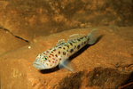 Leopard-spotted Goby