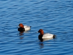 Common Pochard