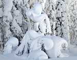 Winter on Hurricane Ridge portfolio