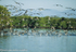 The blue-footed Boobies are fishing all together