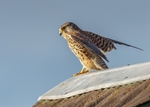 Kestrel