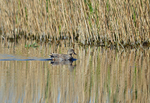 Gadwall
