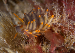 Amphorina andra