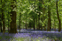 Bluebell Glade 3