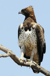 Martial Eagle