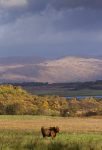HIGHLAND COW, Grasspoint, Isle of Mull