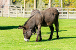 Donkey - DSC_0918