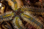 Ophiothrix fragilis