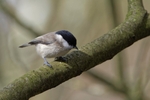 Marsh Tit 2