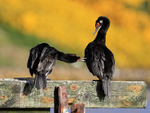 Rock Shag interaction, Carcass Island, Falklands