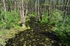 Biebrza area, Poland