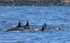 A group of false killer whales