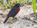 Western Bluebil, Male