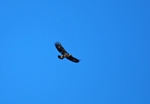 Golden Eagle