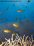 RS001: Anthias in Seafan