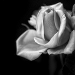 Yellow Rose