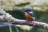Kingfisher - Lagan Towpath near Lock Keepers Cottage, Belfast, N