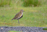 Golden Plover