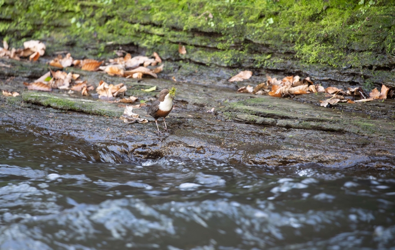Dipper - River Bollin - Cheshire