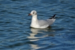 Black-headed Gull