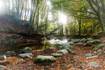 Autumn at Tollymore - Piercing Light through the Forest