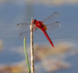 DF AnimalsCreatures 145