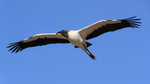 Wood Stork flying, Orlando, Florida