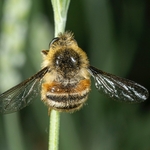 Hoverfly (Falennia fasciata)