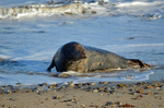 Atlantic Grey Seal