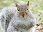 Grey Squirrel