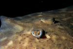 Raja clavata