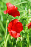 Poppy