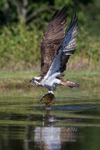 Odin the Osprey with catch