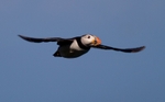 Puffin