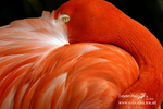 Nature-6