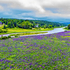 Lupins along the Hammond