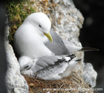 SBG033: Kittiwake & Chick