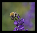 Honey Bee...