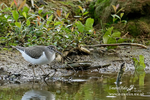 Green Sandpiper 010915
