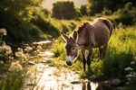 pr016 A Wild Donkey taking an evening Drink