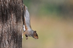 Grey Squirrel
