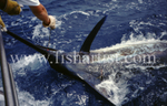 Unhooking a Marlin.